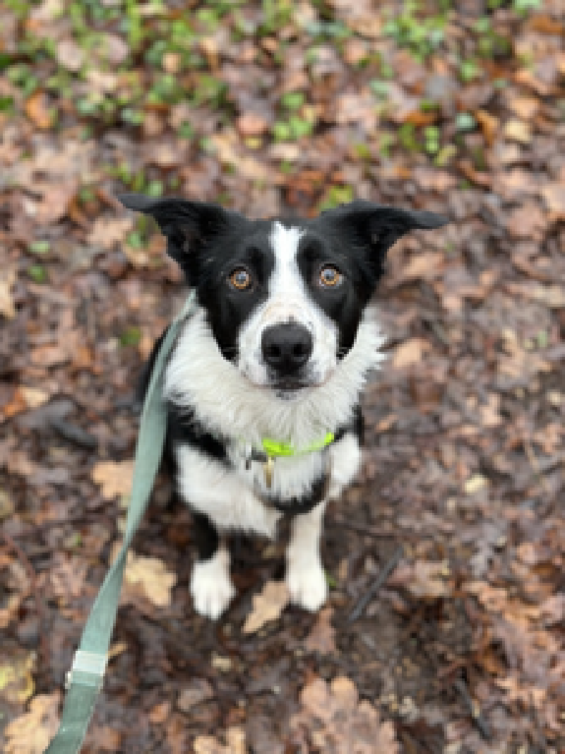 Bluebell the Border Collie